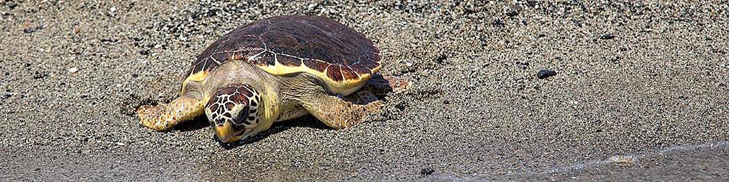 Brancaleone, výskyt želv je typický pro toto pobřeží